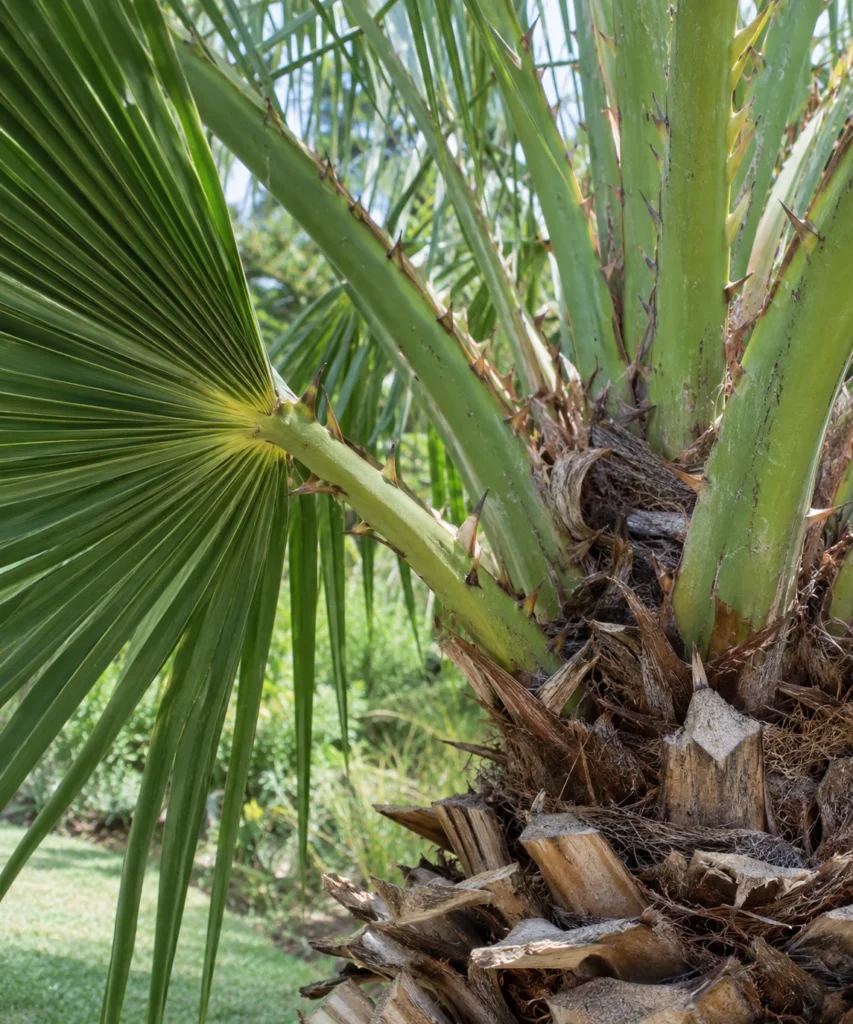 Close-up of thorns on a Sylvester palm frond stem