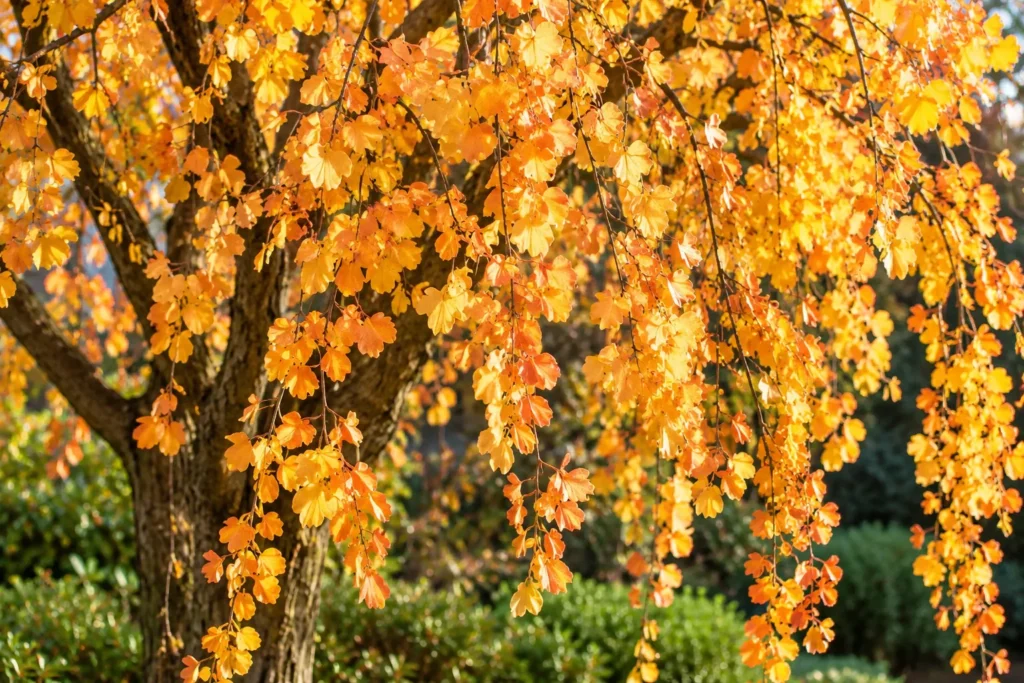 Gold and orange fall foliage on a Snow Fountain weeping cherry tree