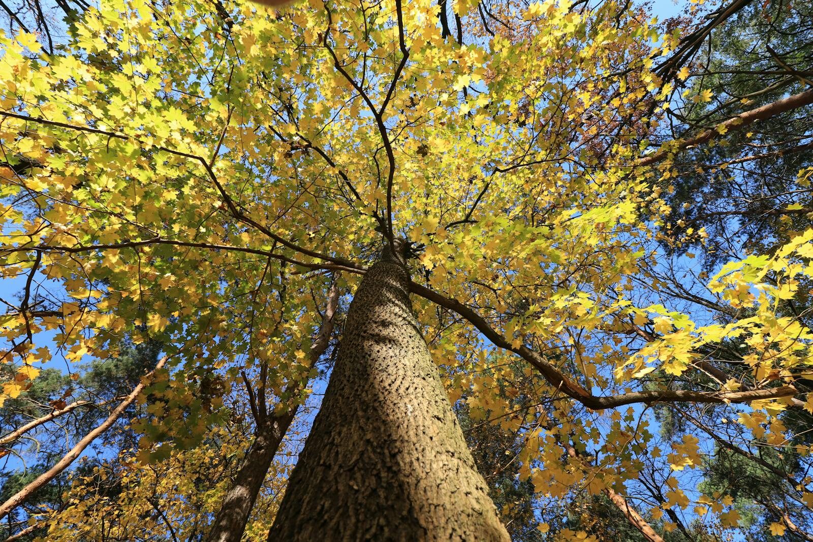 Low angle view of tall trees with vibrant yellow leaves in autumn against a clear blue sky.