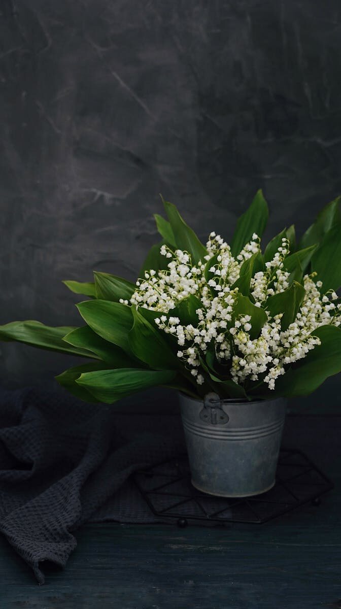 A fresh bouquet of Lily of the Valley flowers in a rustic metal bucket against a grey background.
