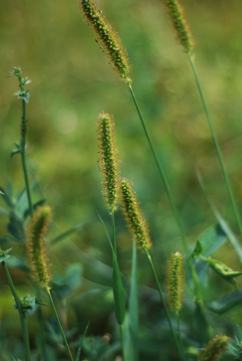 Vibrant close-up of foxtail grass with selective focus in a natural outdoor environment.