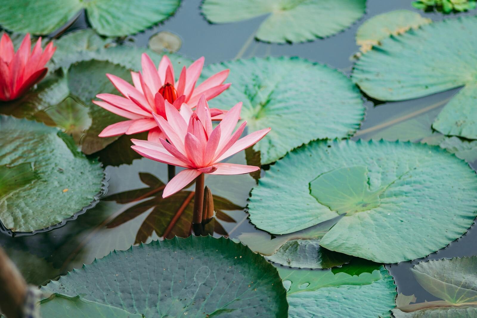 Beautiful pink lotus flowers with green lily pads floating on a tranquil water surface.
