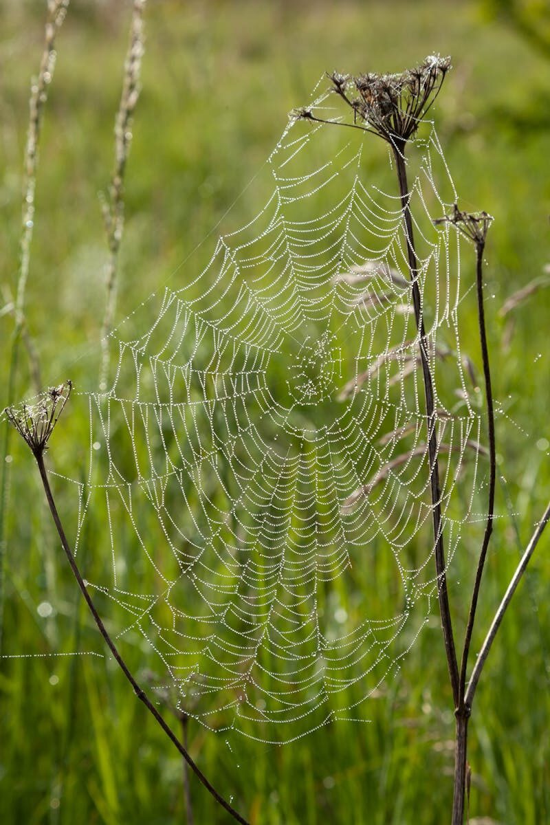Intricate dew-coated spiderweb on flora in a vibrant green field in Normandie, France.