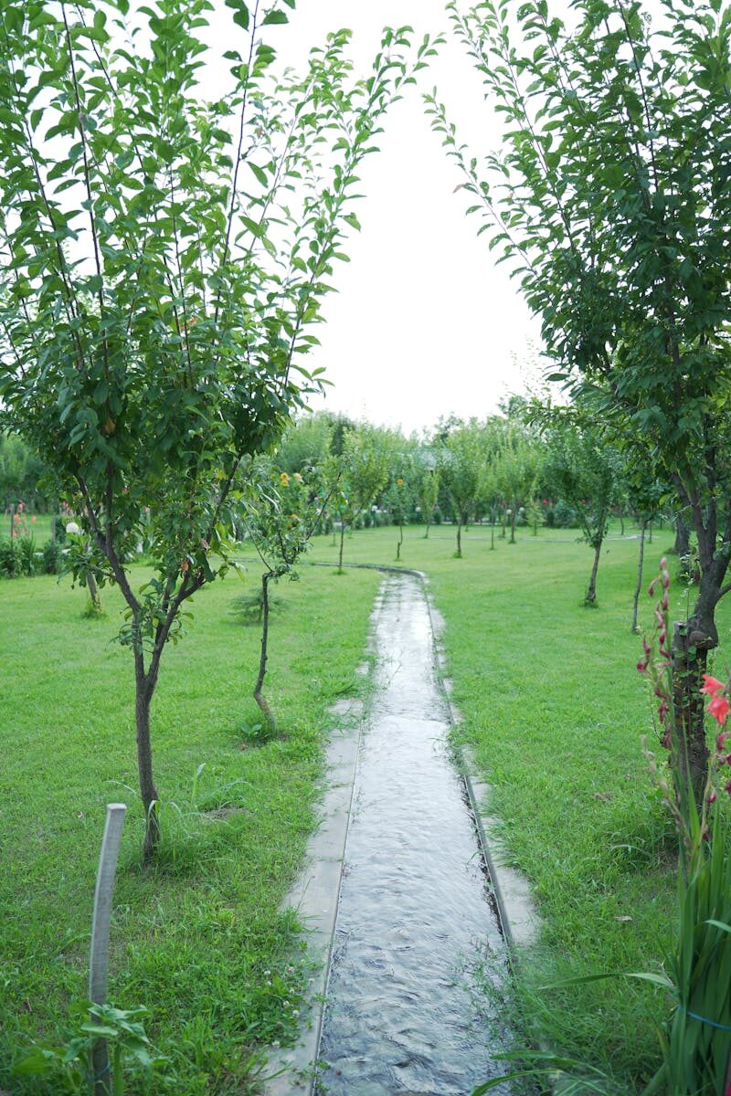 A tranquil orchard pathway with a narrow stream and lush greenery, capturing nature's serenity.