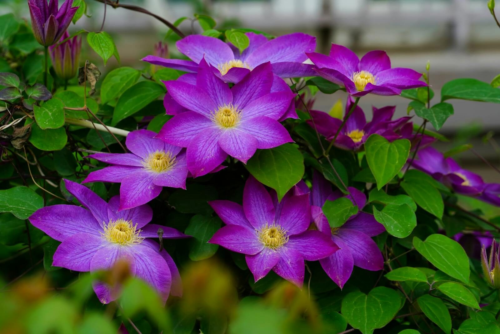 A vivid display of purple clematis blooms with lush green leaves.