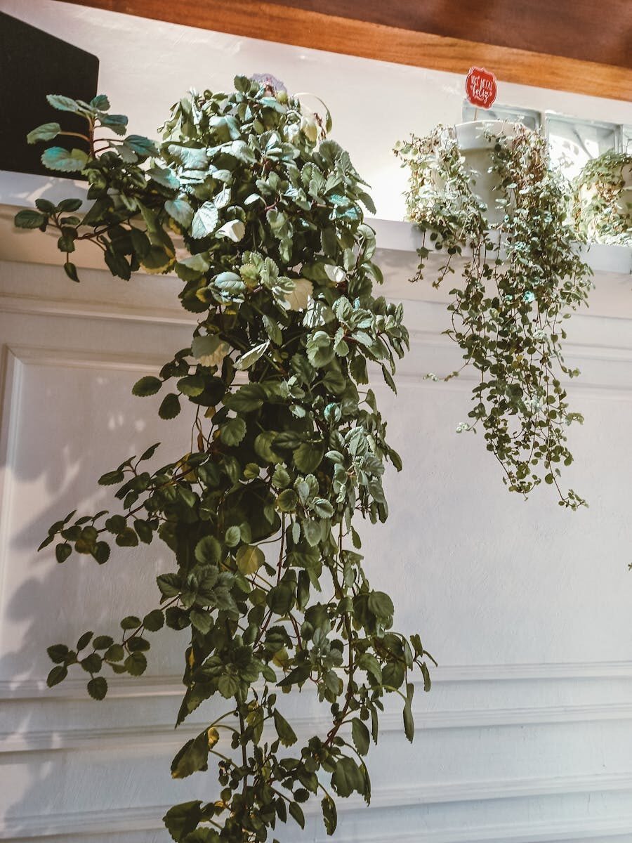 Indoor hanging plants cascading from a stylish shelf creating a fresh and natural decor.