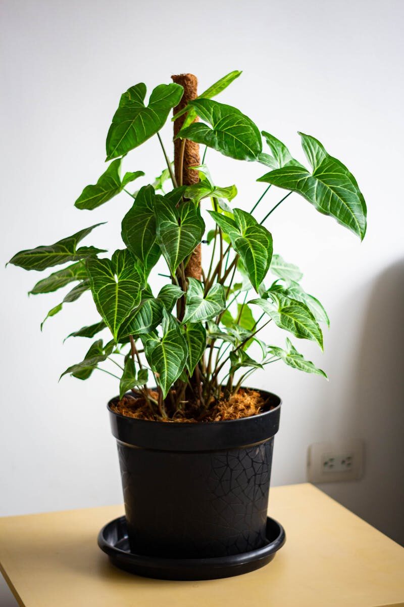 A lush Alocasia plant with green leaves in a decorative pot indoors.