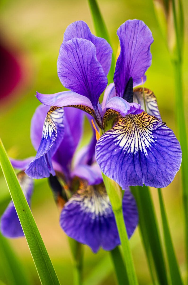 Close-up of vibrant purple iris flowers with green leaves and blurred background.