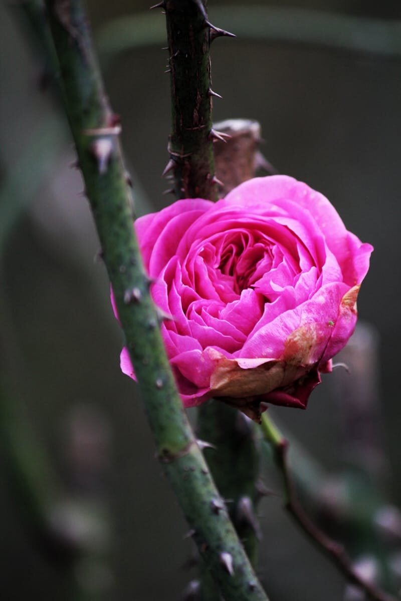 A detailed shot of a vibrant pink rose bloom, accentuated by surrounding thorny stems.