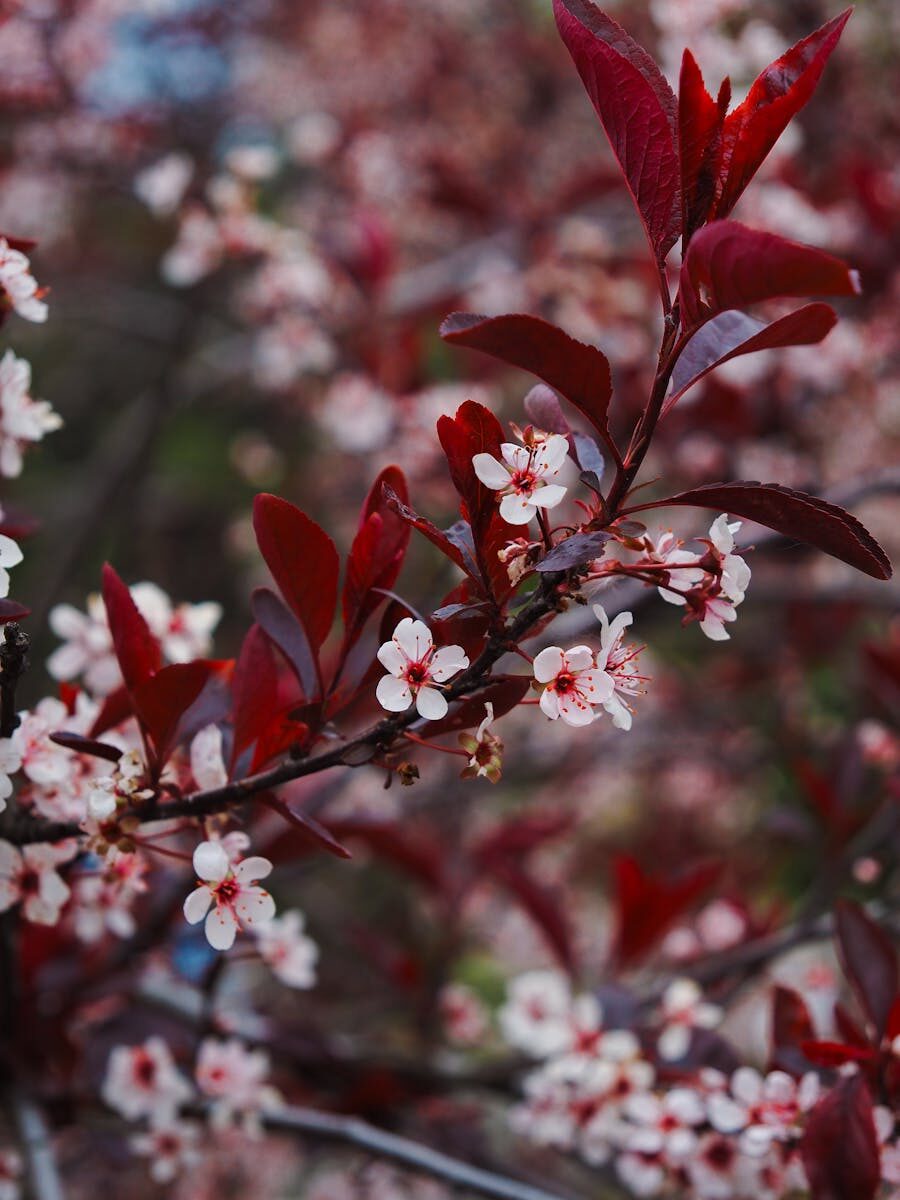Close-up of red leaves and delicate pink blossoms on a branch, showcasing spring beauty.