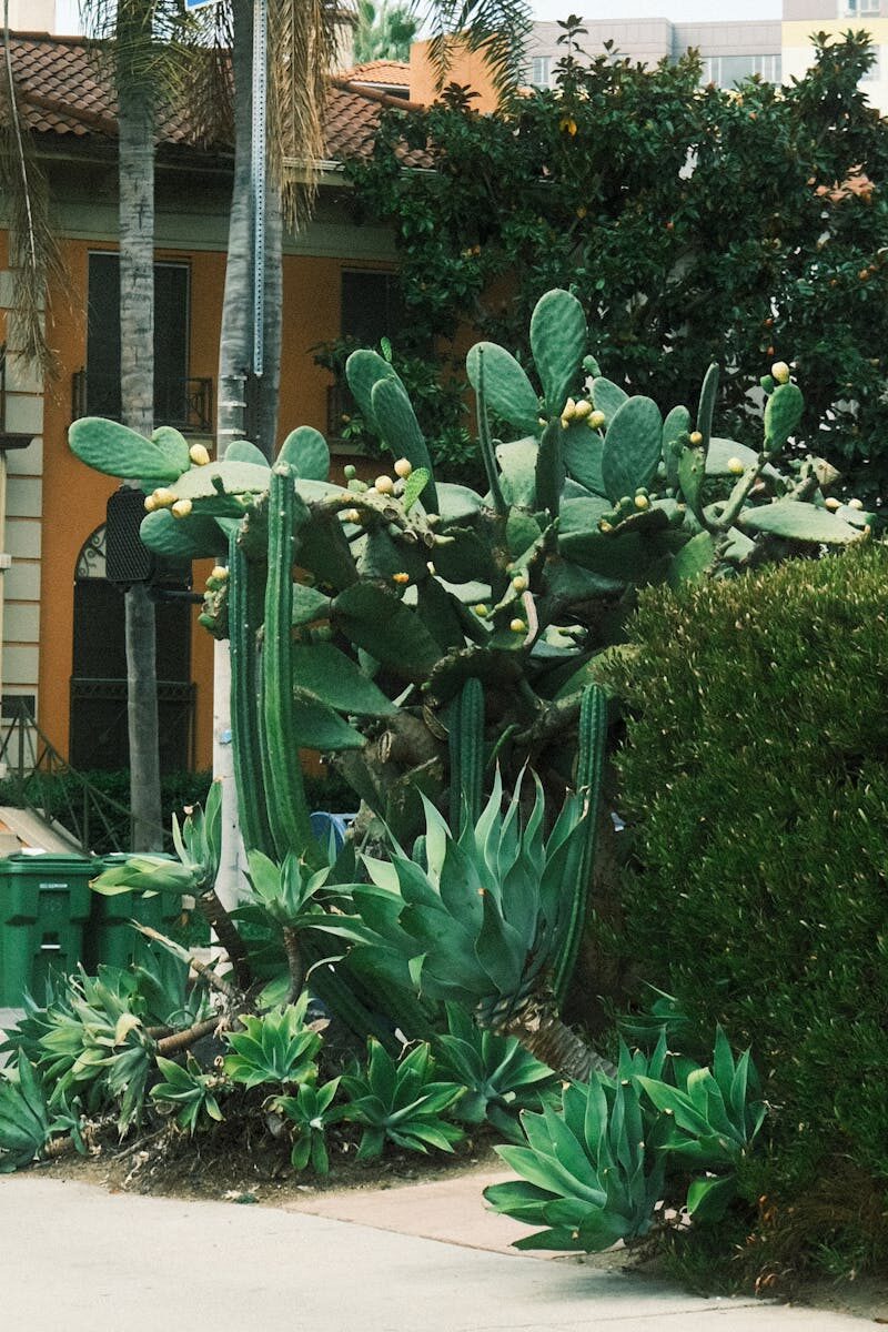 Lush cactus and succulent garden in urban Los Angeles, showcasing vibrant desert flora.