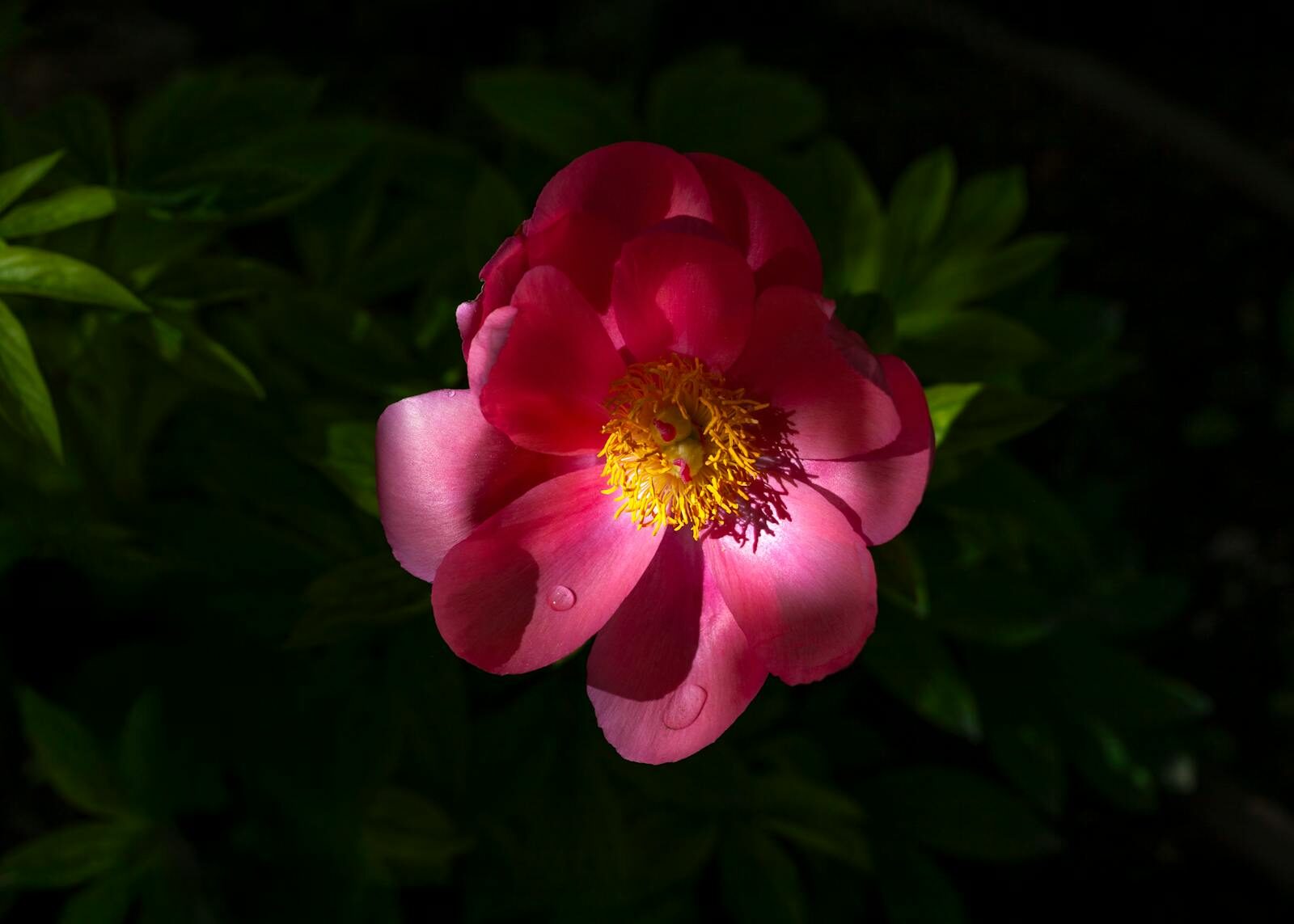 Close-up of a vibrant pink peony flower illuminated by sunlight, showcasing its rich colors.
