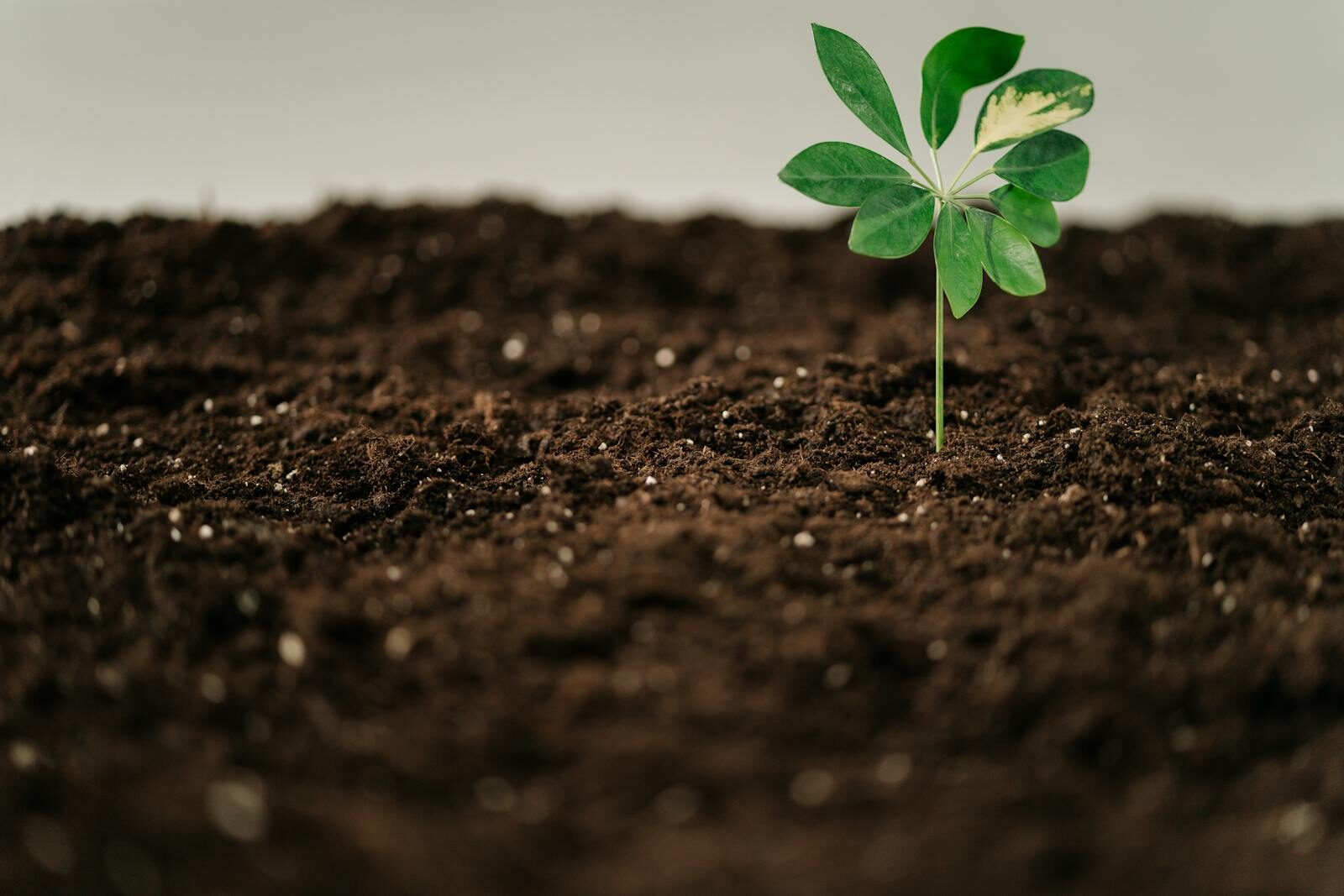 A green sprout emerging from rich soil, symbolizing growth and new beginnings.