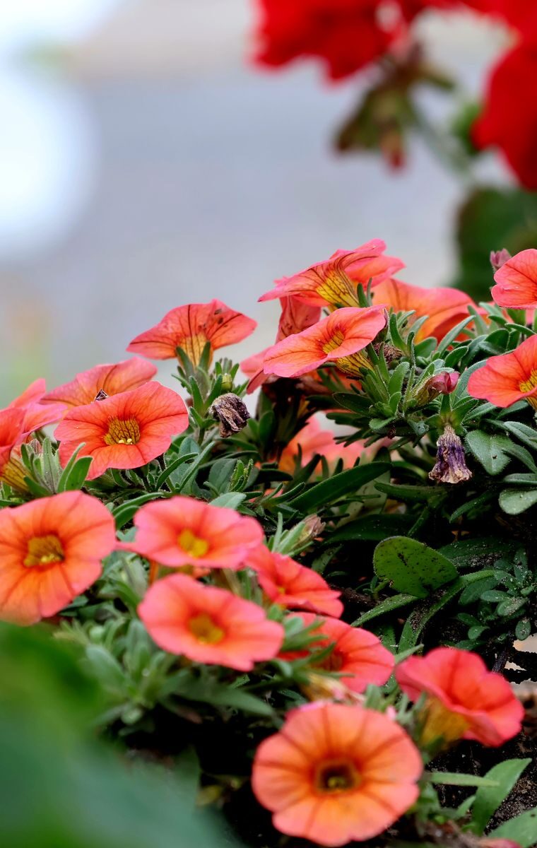 A close-up of vibrant pink petunias blooming outdoors, showcasing natural beauty.