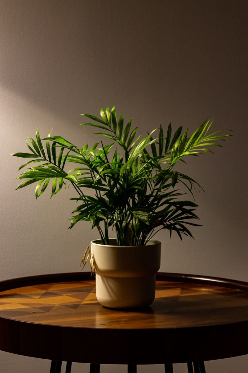 Chamaedorea palm in a pot on a wooden table with dramatic shadows indoors.