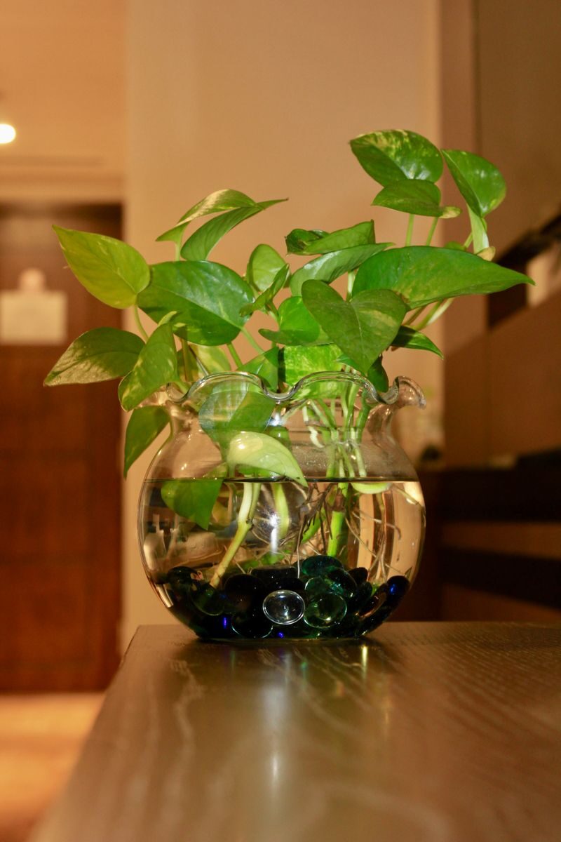 A vibrant golden pothos plant in a glass vase filled with water and stones, adding a touch of nature indoors.