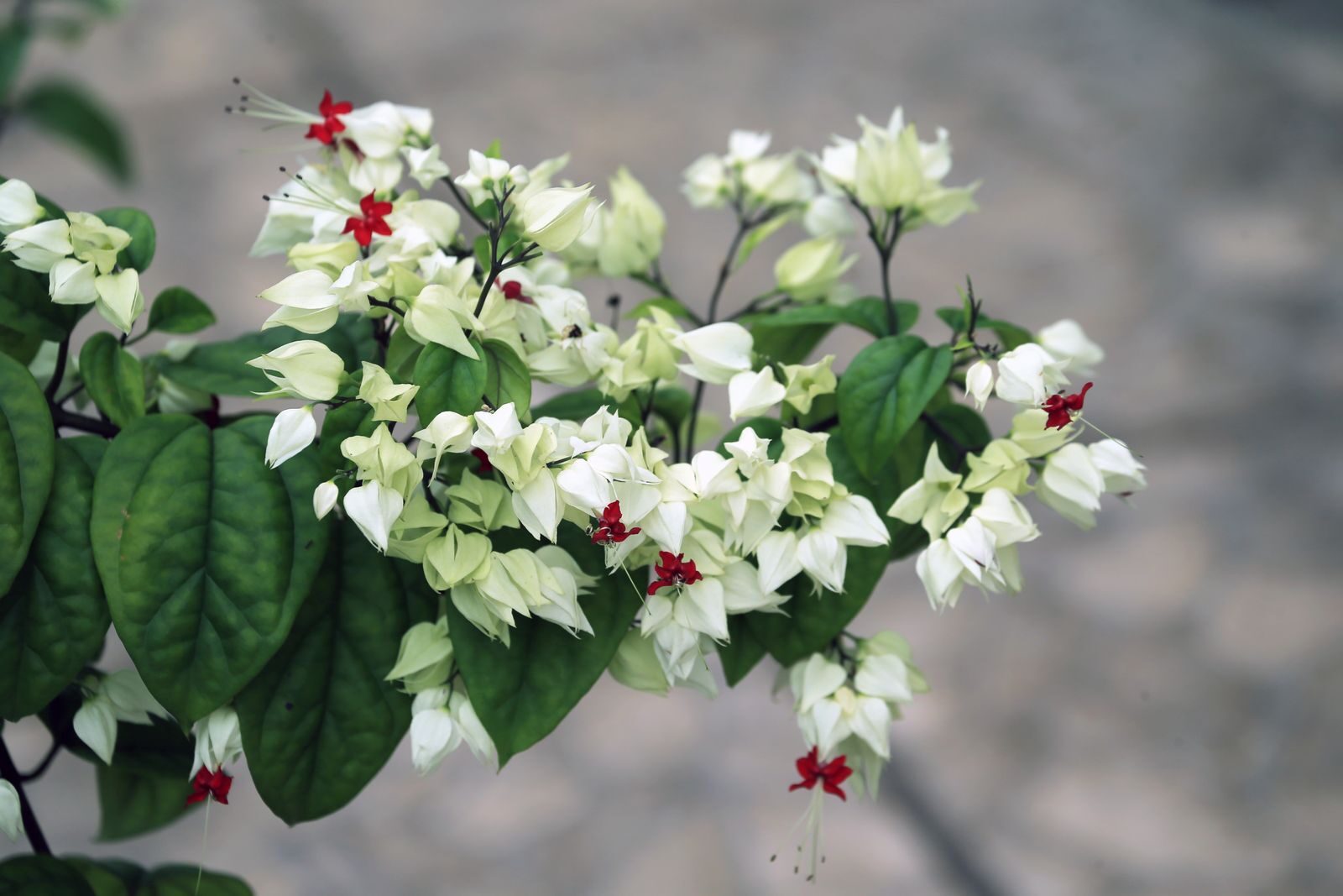 Close-up of glorybower flowers in full summer bloom, showcasing white petals with red centers.