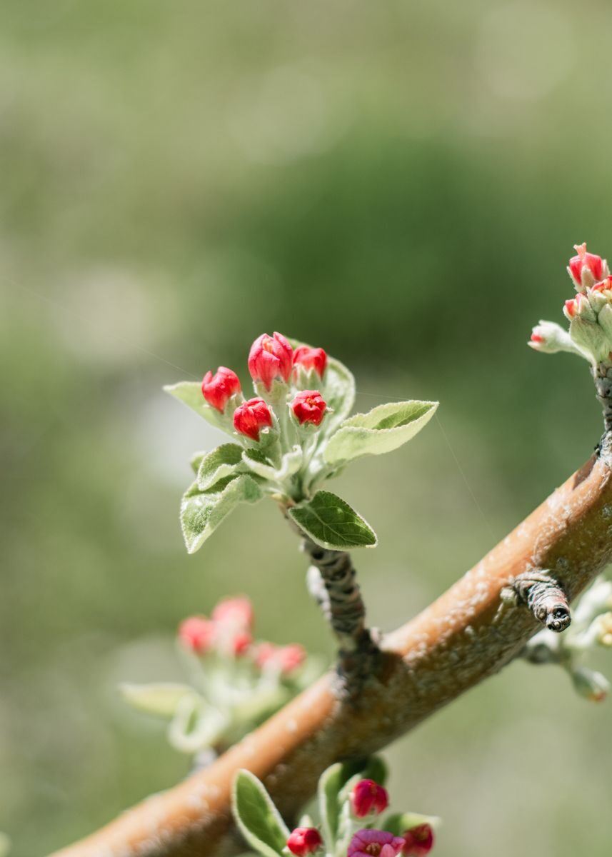 Close-up of pink flower buds on a branch with blurred green background, indicating spring