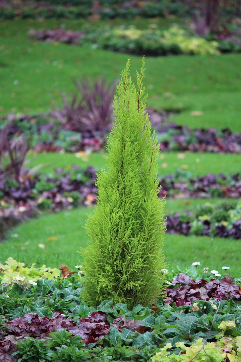 A lush green conifer stands prominently in a beautifully landscaped garden, vibrant and fresh.