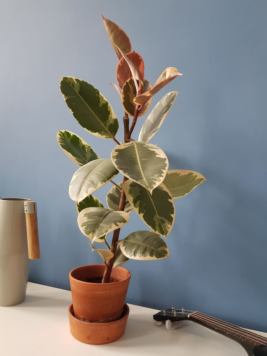 Aesthetic indoor rubber plant next to a ukulele on a blue wall background, shot in Polska.