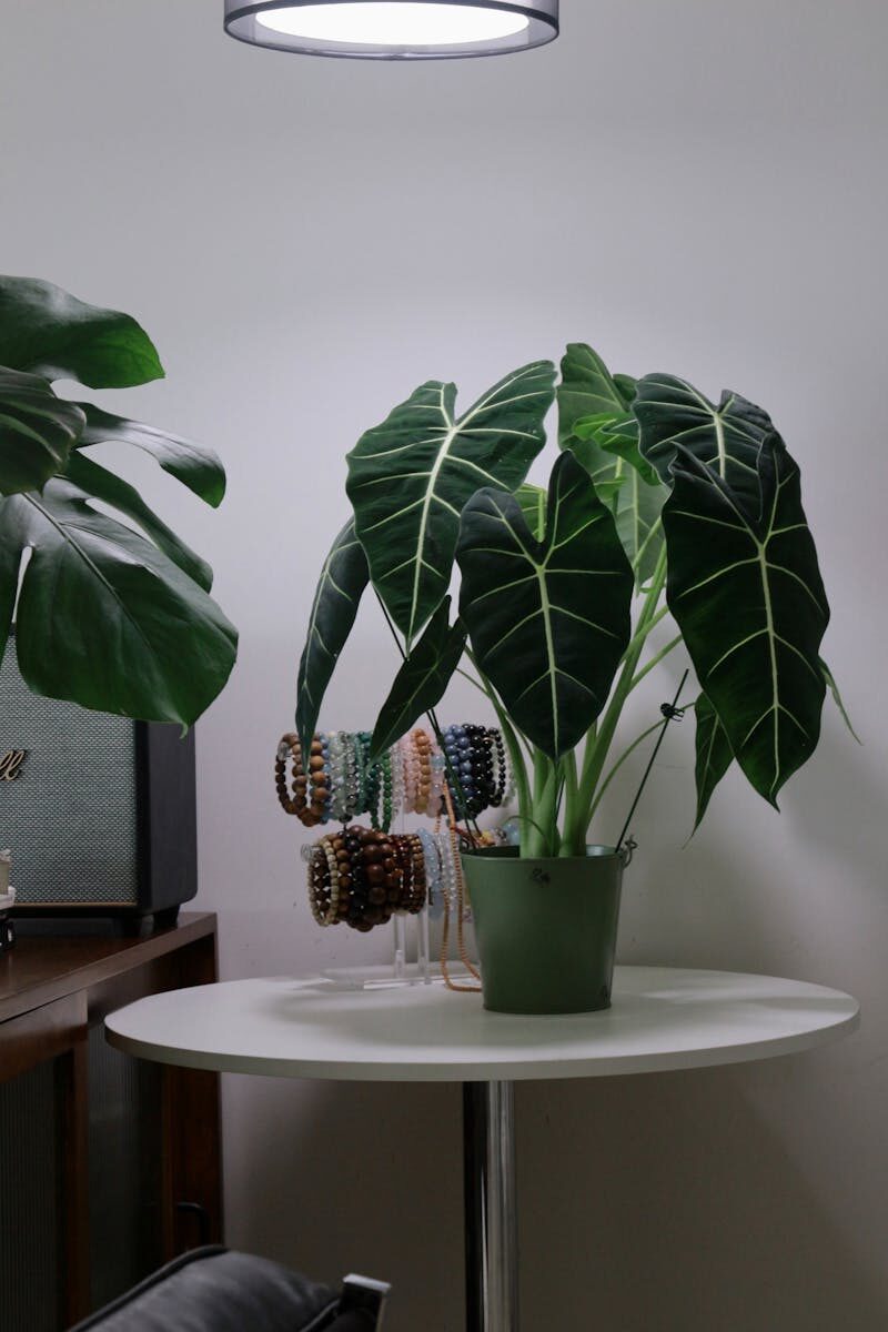 A stylish indoor setting with Alocasia plant on a table under soft lighting.