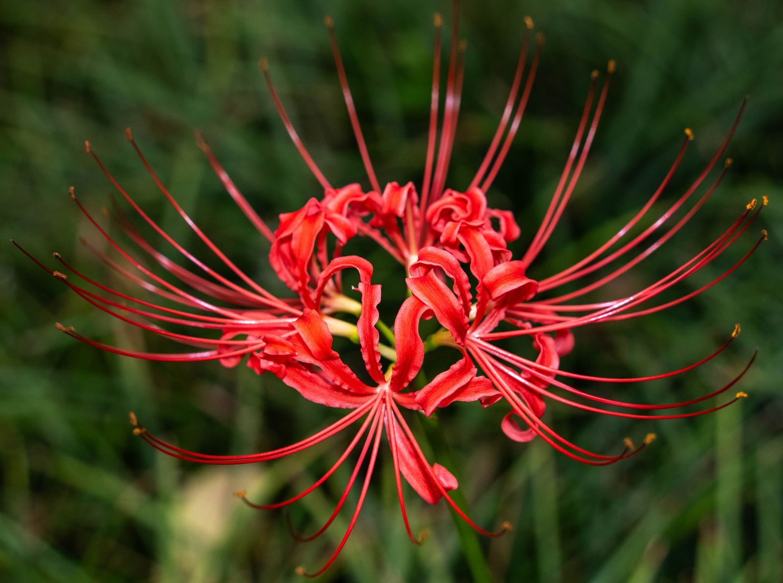 A striking close-up of a red spider lily (Lycoris radiata) in bloom outdoors.