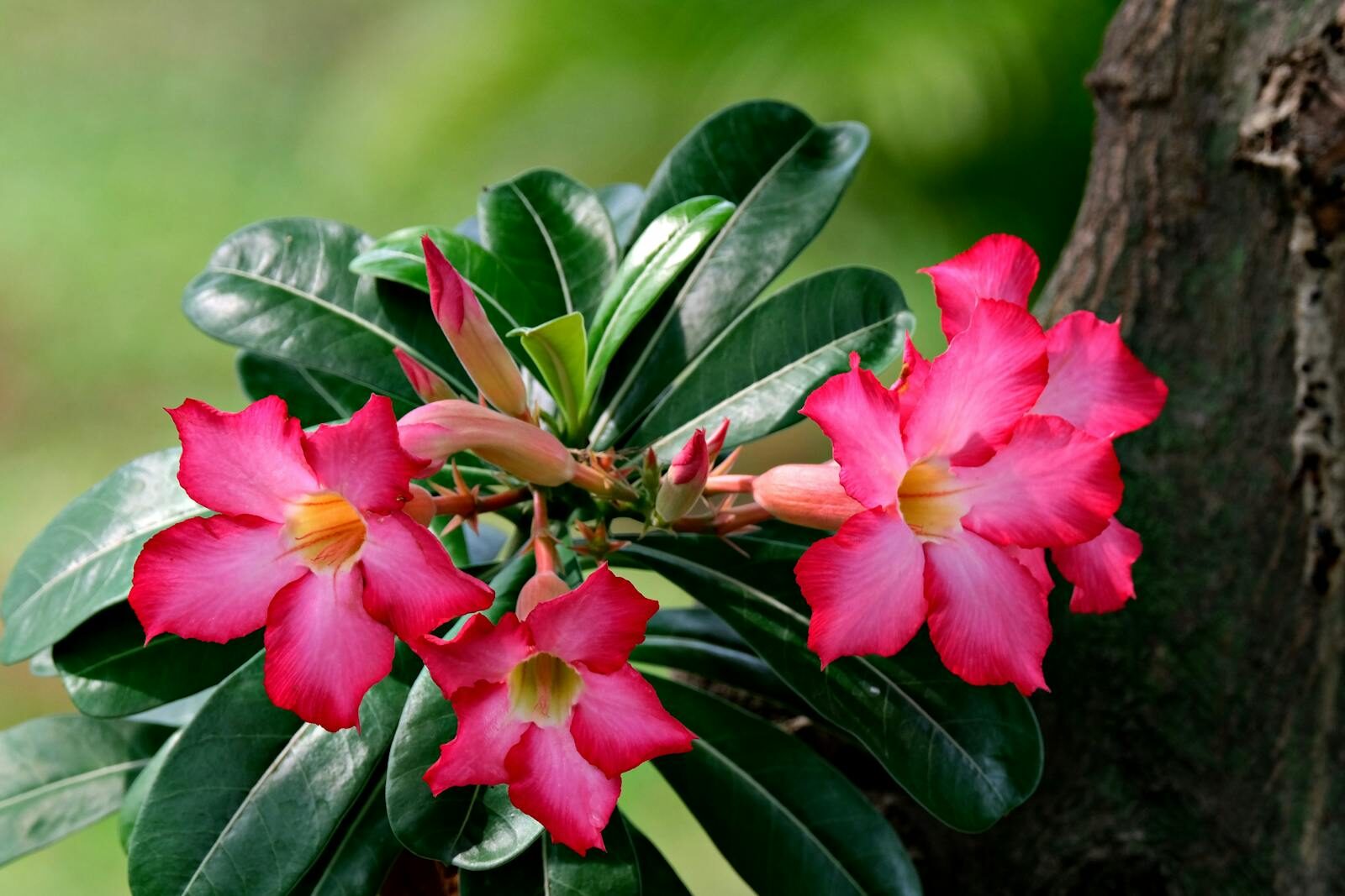 Close-up of vibrant pink desert rose flowers against a natural backdrop, showcasing lush green leaves.