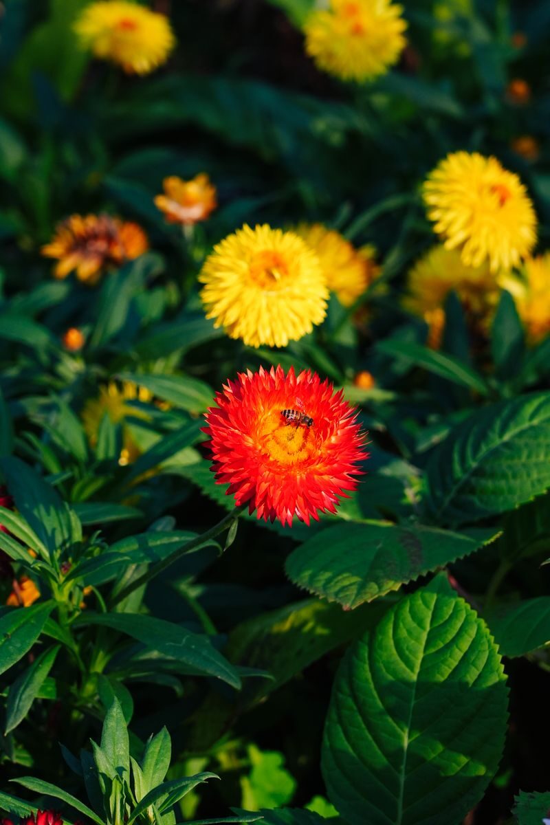 A vibrant red strawflower with a bee amidst lush green foliage, highlighting nature's beauty.