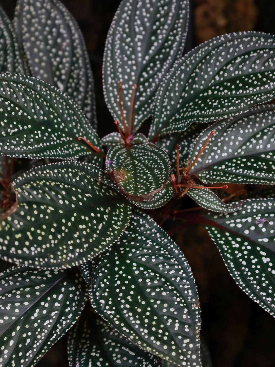 Close-up of vibrant spotted Begonia leaves with unique patterns, Kunming, China.