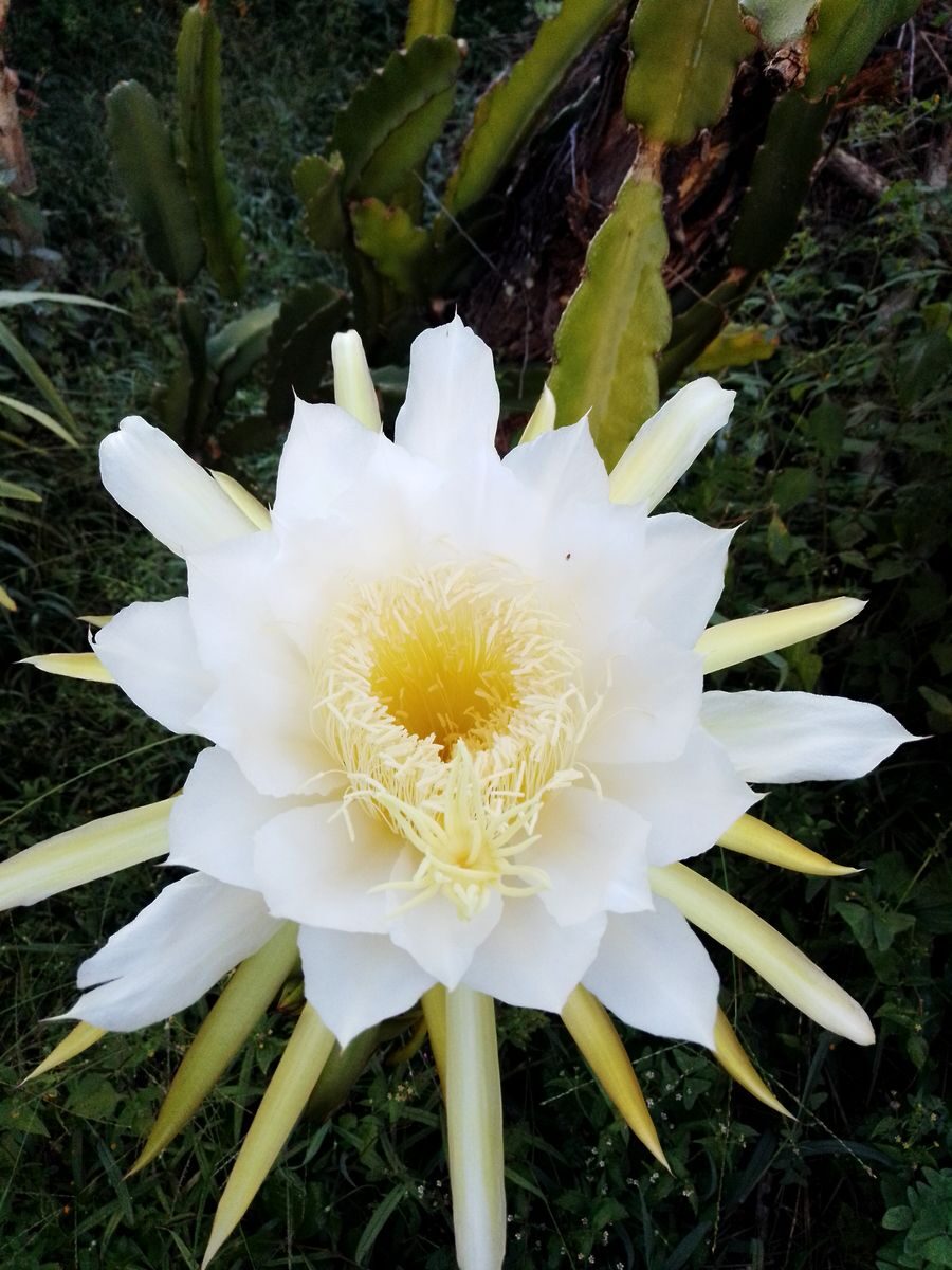 Detailed view of a white dragon fruit flower blooming outdoors, showcasing delicate petals and tropical foliage.
