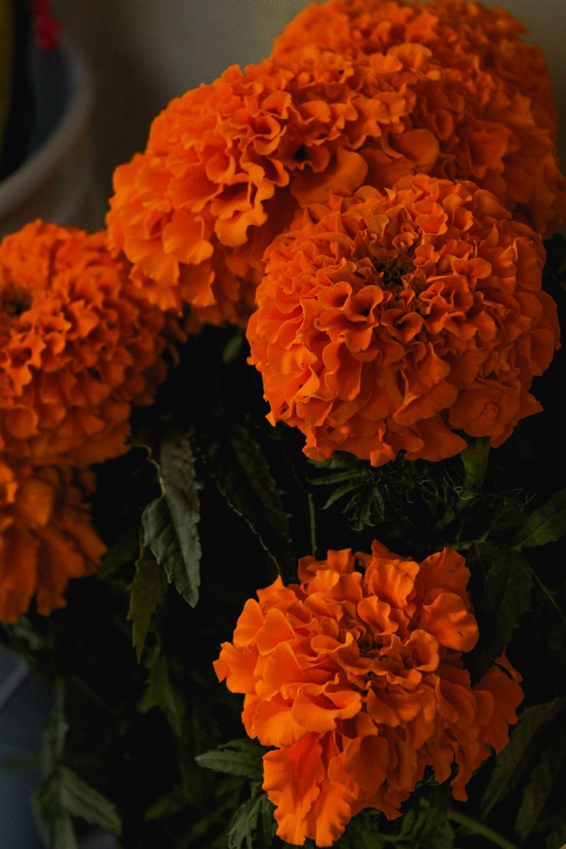 Close-up of vivid orange marigold flowers showcasing intricate petal details.