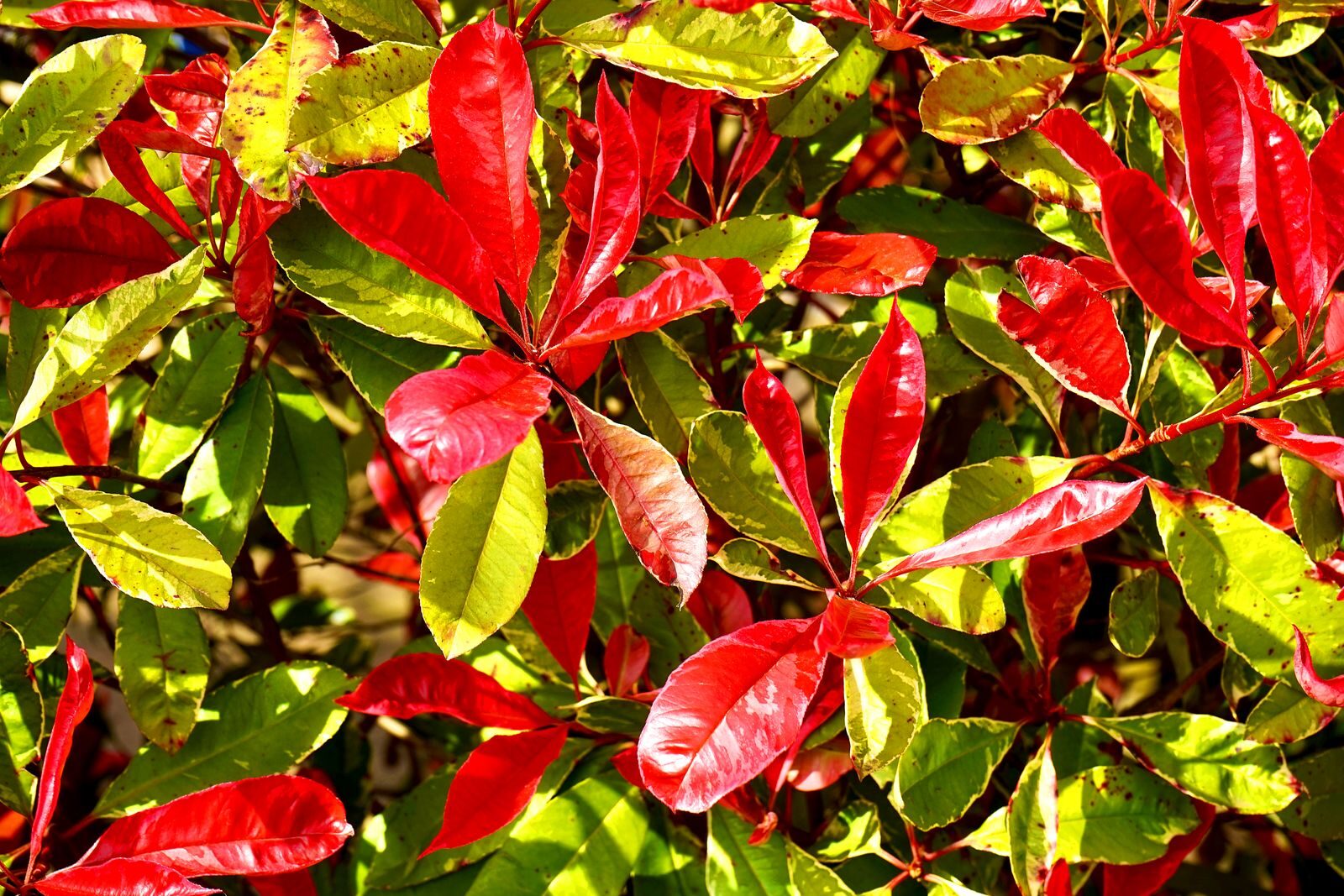 A vivid display of Photinia leaves with red and green hues in natural sunlight.