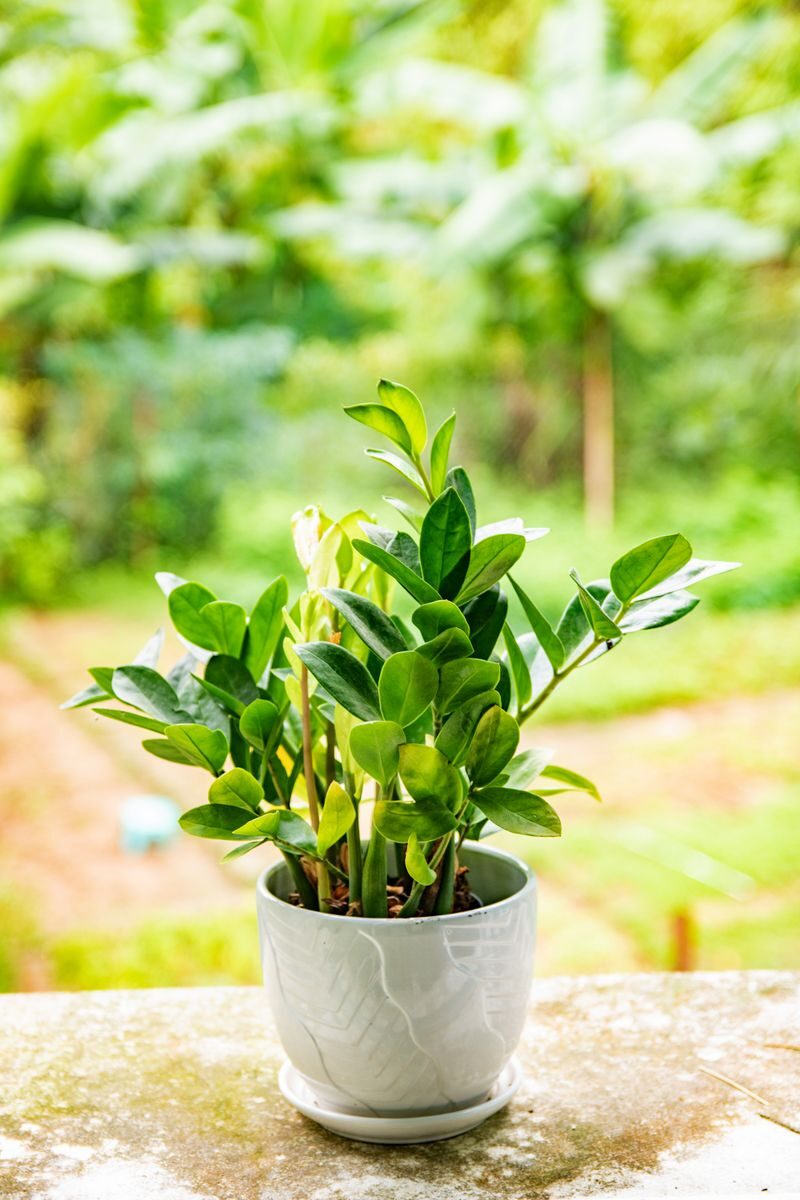 Bright green Zamioculcas plant in ceramic pot with blurred natural background, perfect for indoor decor ideas.