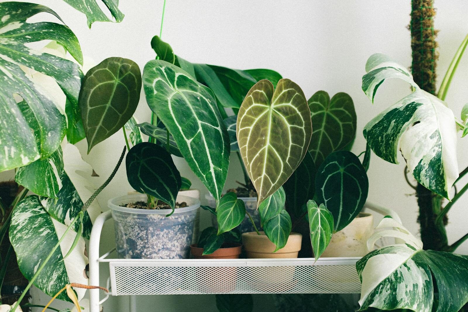 Indoor potted Anthurium plants with vibrant green leaves on a shelf, showcasing natural foliage.