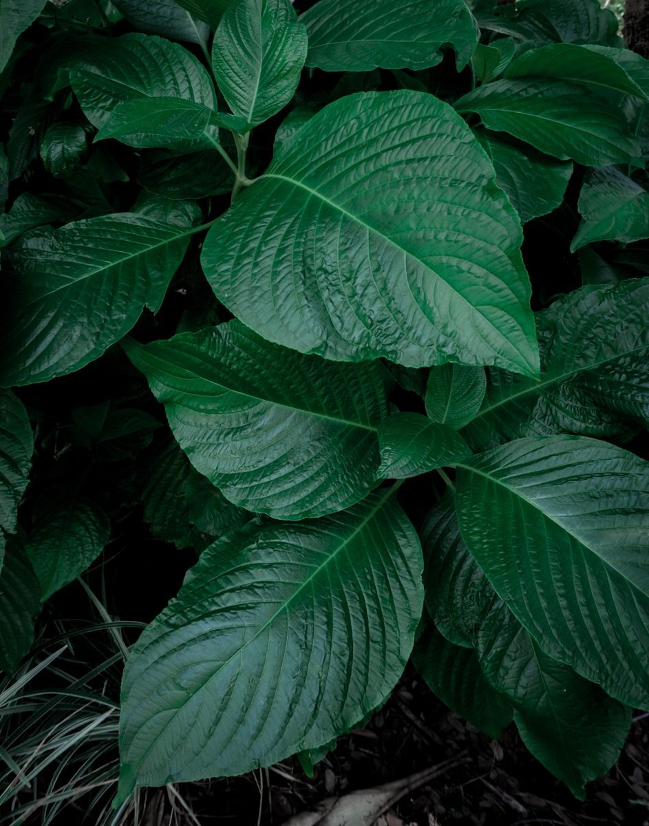 Vibrant close-up of lush green leaves showcasing rich textures and natural beauty.