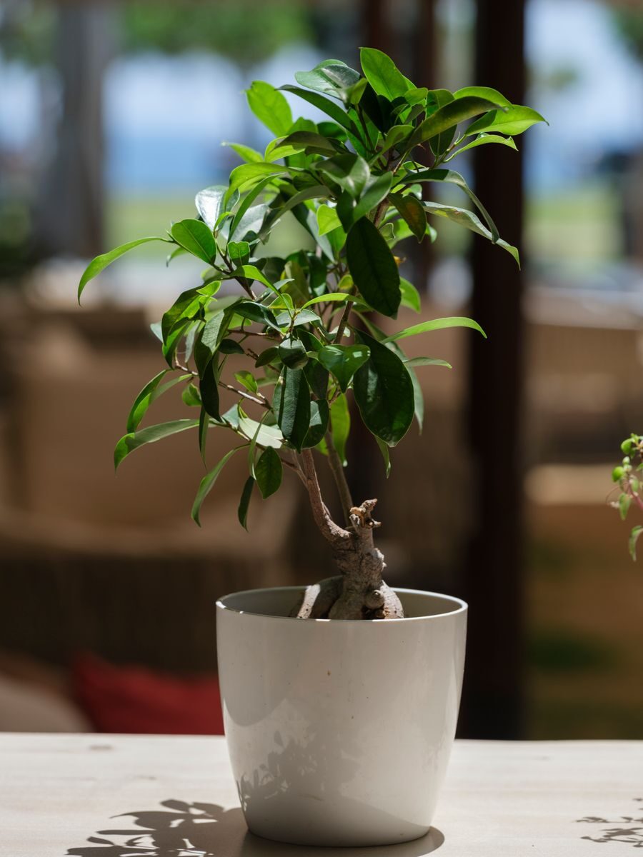 A lush green indoor potted plant basking in natural light on a white surface.