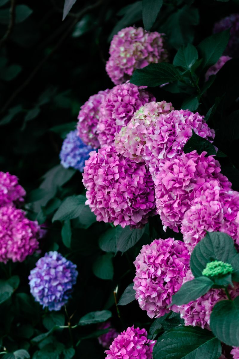 Close-up of vibrant pink and purple hydrangea blossoms in lush greenery, showcasing natural beauty.