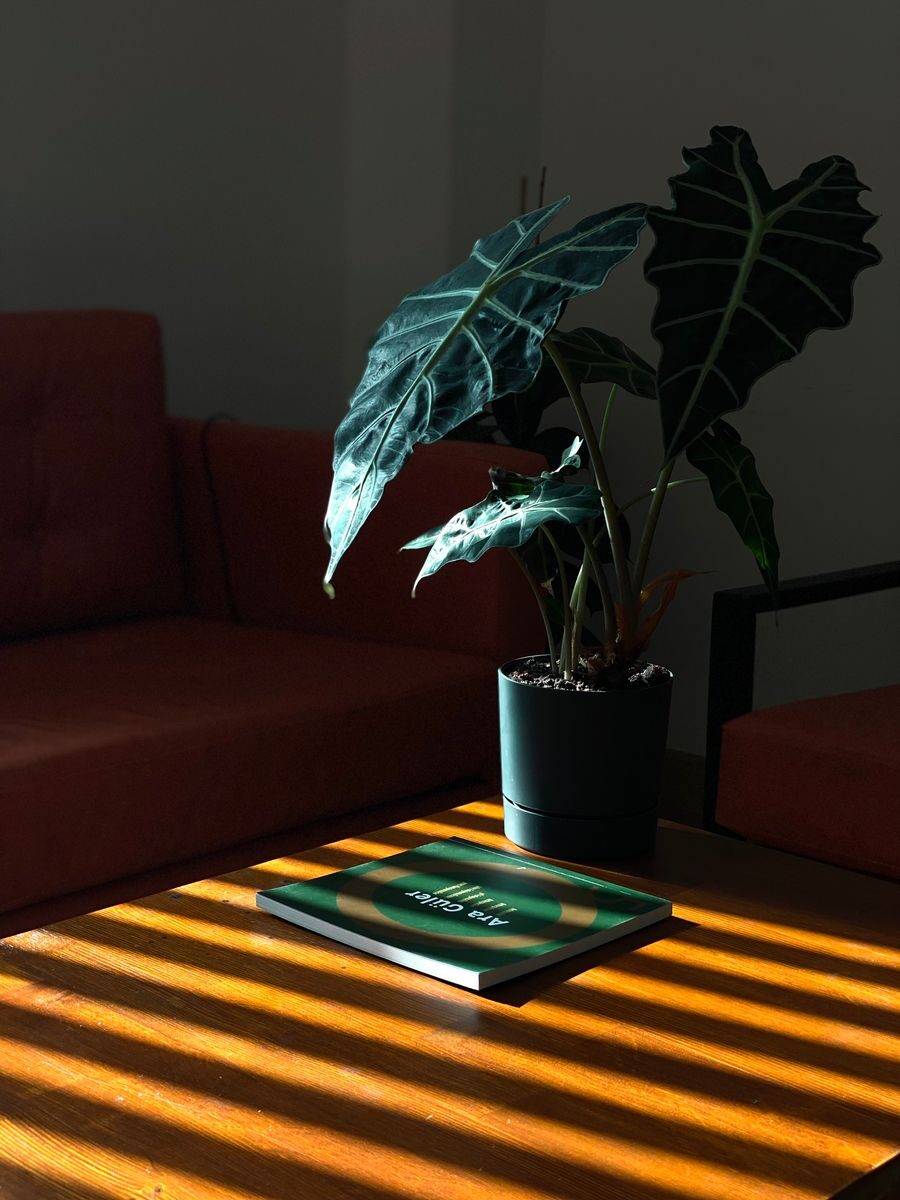 A serene indoor setting with a potted Alocasia plant on a wooden table, capturing natural light.