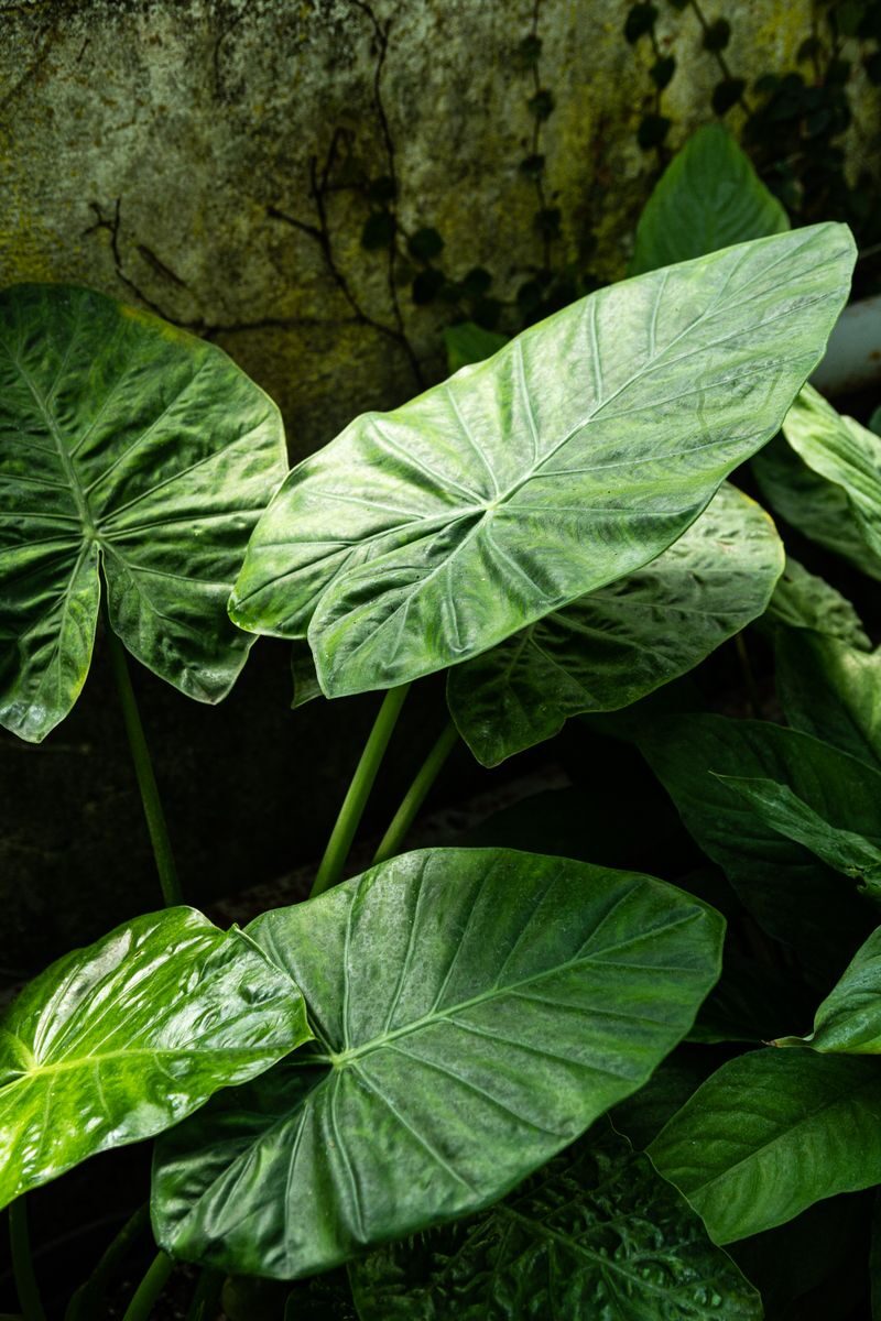 Close-up of lush green leaves of tropical plants, perfect for nature-themed wallpapers.