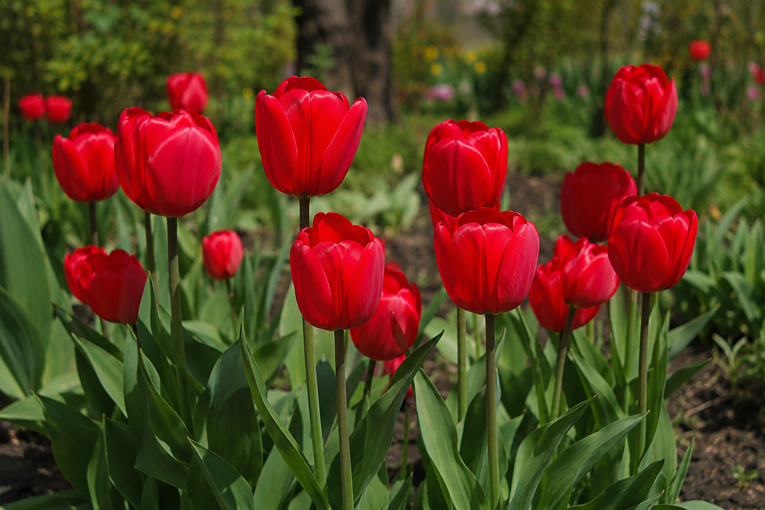 Red tulips blooming in a sunny garden with lush green leaves and natural outdoor scenery