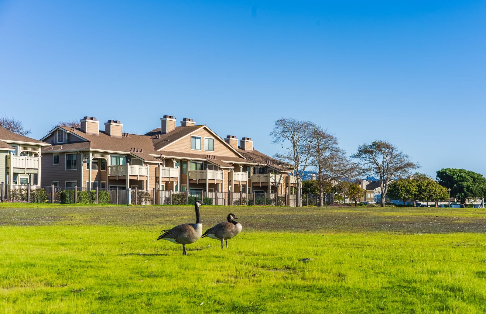 Serene view of urban houses and geese on a sunny day, ideal for real estate or nature visuals.