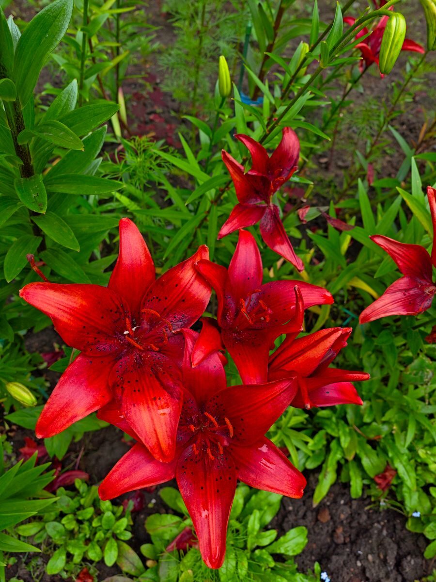Bright red lilies capturing attention in a lush garden setting, showcasing natural beauty.