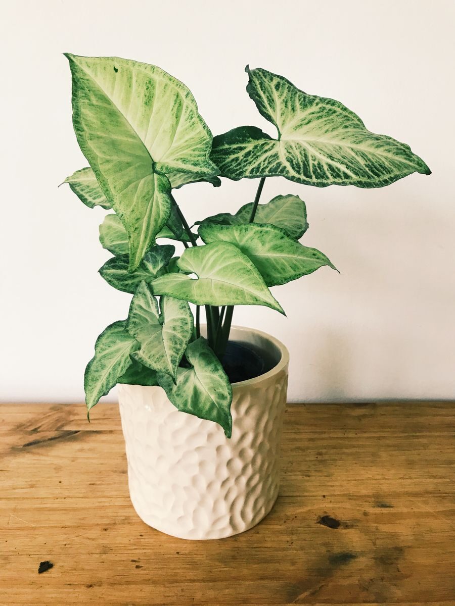 A green syngonium plant in a ceramic vase on wooden surface against a white background.