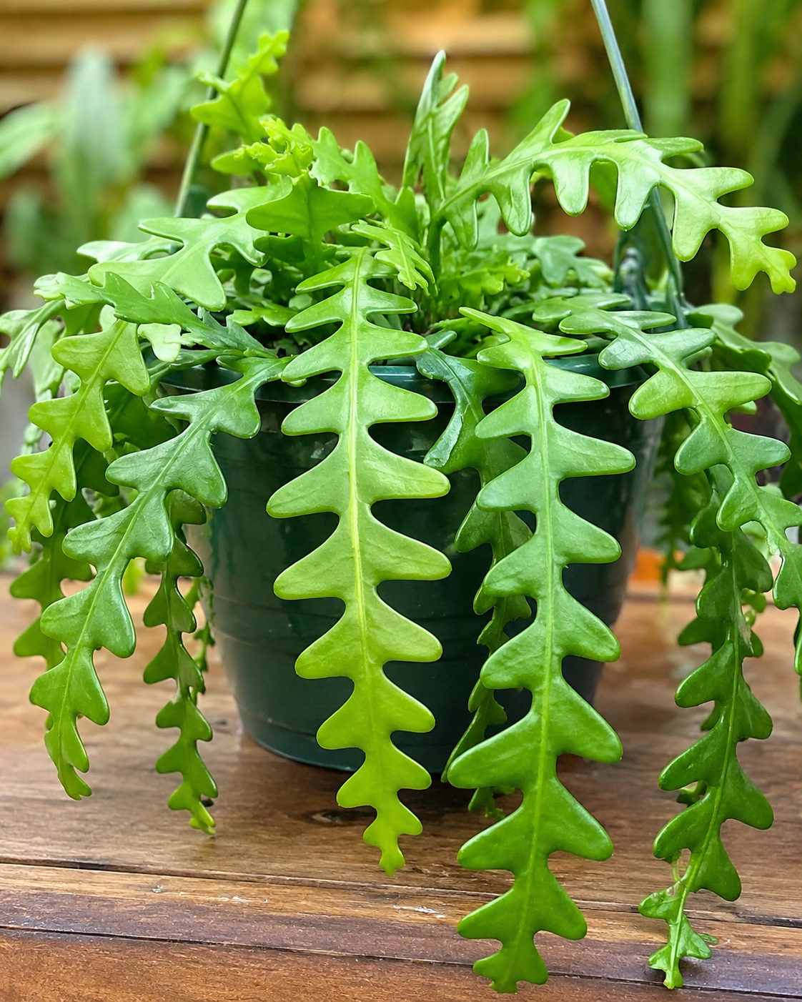 **"Healthy Fish Bone Cactus (Ric Rac Cactus) with vibrant zigzag succulent leaves growing in a hanging pot, ideal for indoor plant decor and tropical houseplant collections.