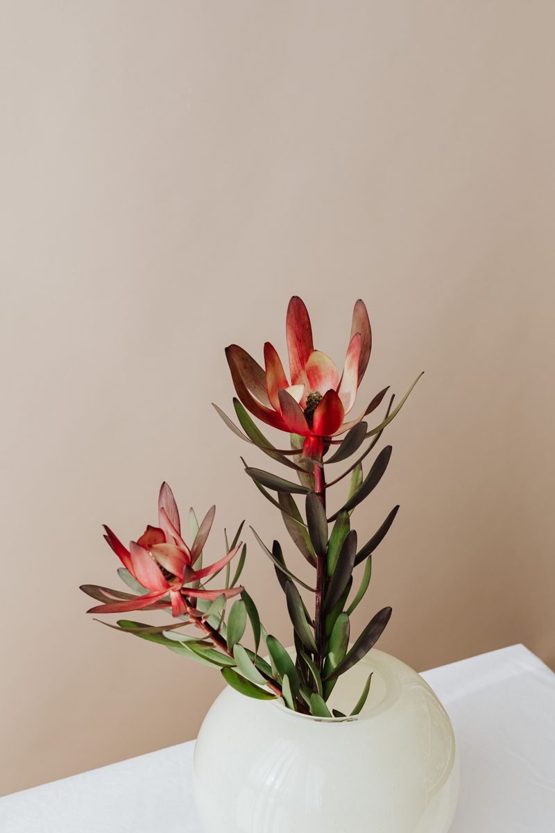 Minimalist portrayal of red leucadendron flowers arranged in a stylish white vase.