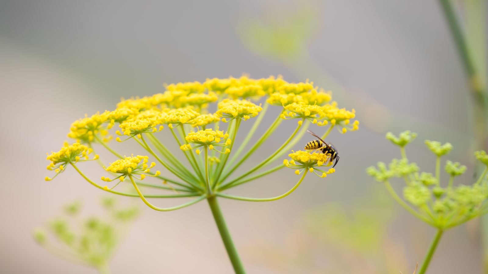 Close-up of a bee on a yellow flower showcasing natural pollination.