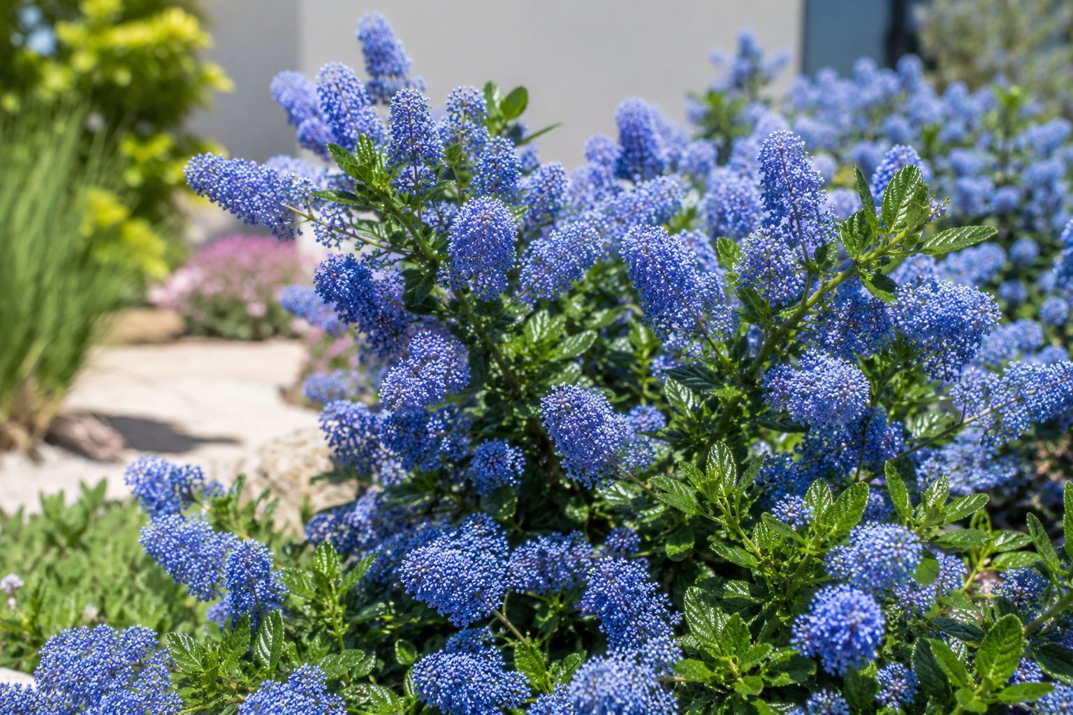 California Lilac (Ceanothus) shrub with vibrant clusters of blue flowers blooming in a sunny garden landscape, showcasing lush green foliage and drought-tolerant ornamental beauty.
