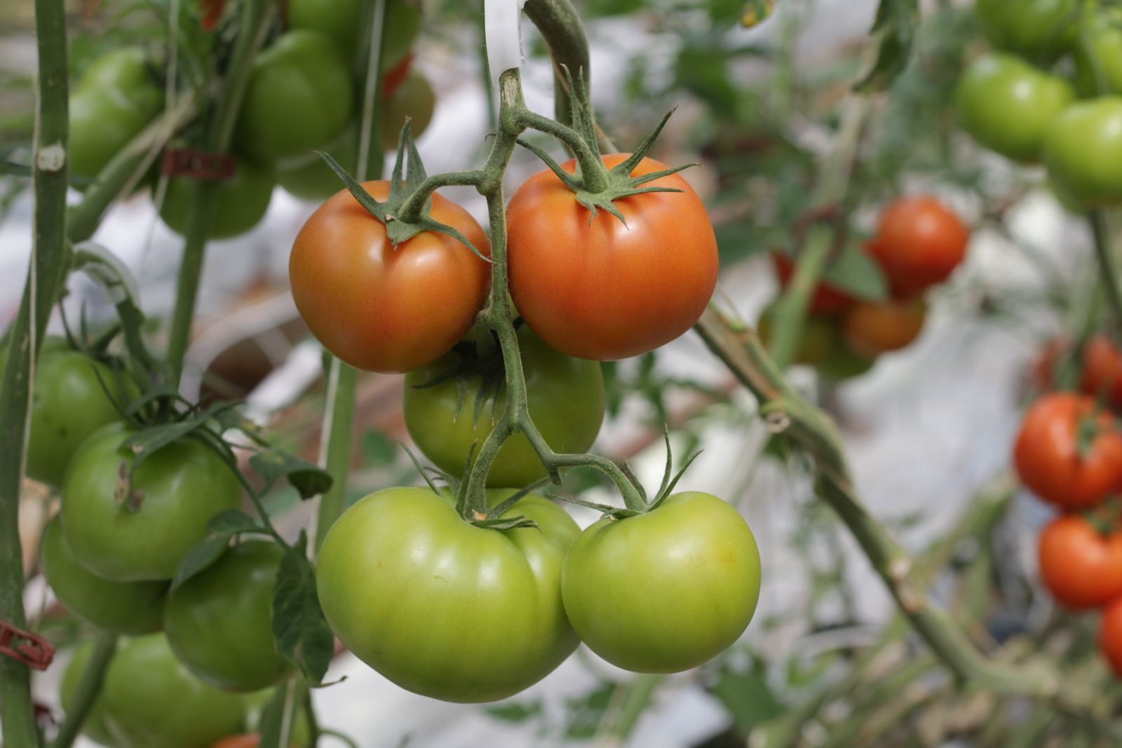 Vibrant tomatoes growing on the vine, showcasing the transition from green to ripe red.