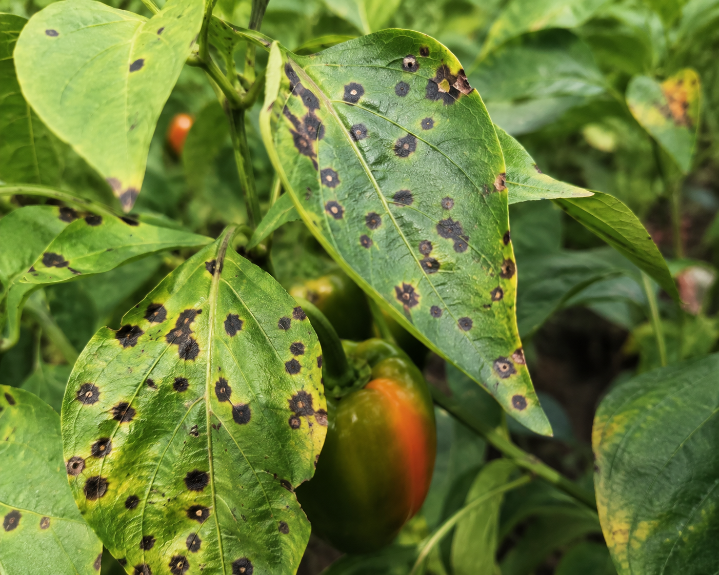 Create me a picture about " Black Spots on Pepper Plant ". No title should be mentioned on the image