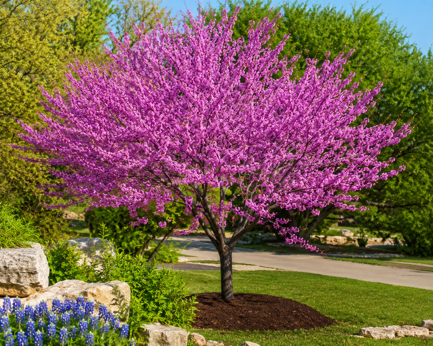 Texas Redbud tree in full spring bloom with vibrant pink-purple blossoms, lush green foliage, and a beautifully landscaped garden under a bright blue sky, showcasing the ornamental beauty of this native Texas flowering tree.